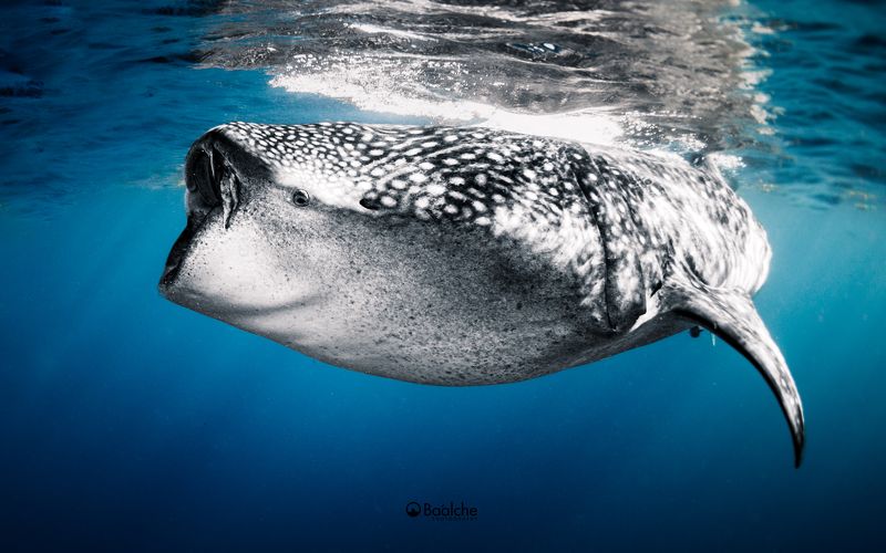 Big boy фото превью