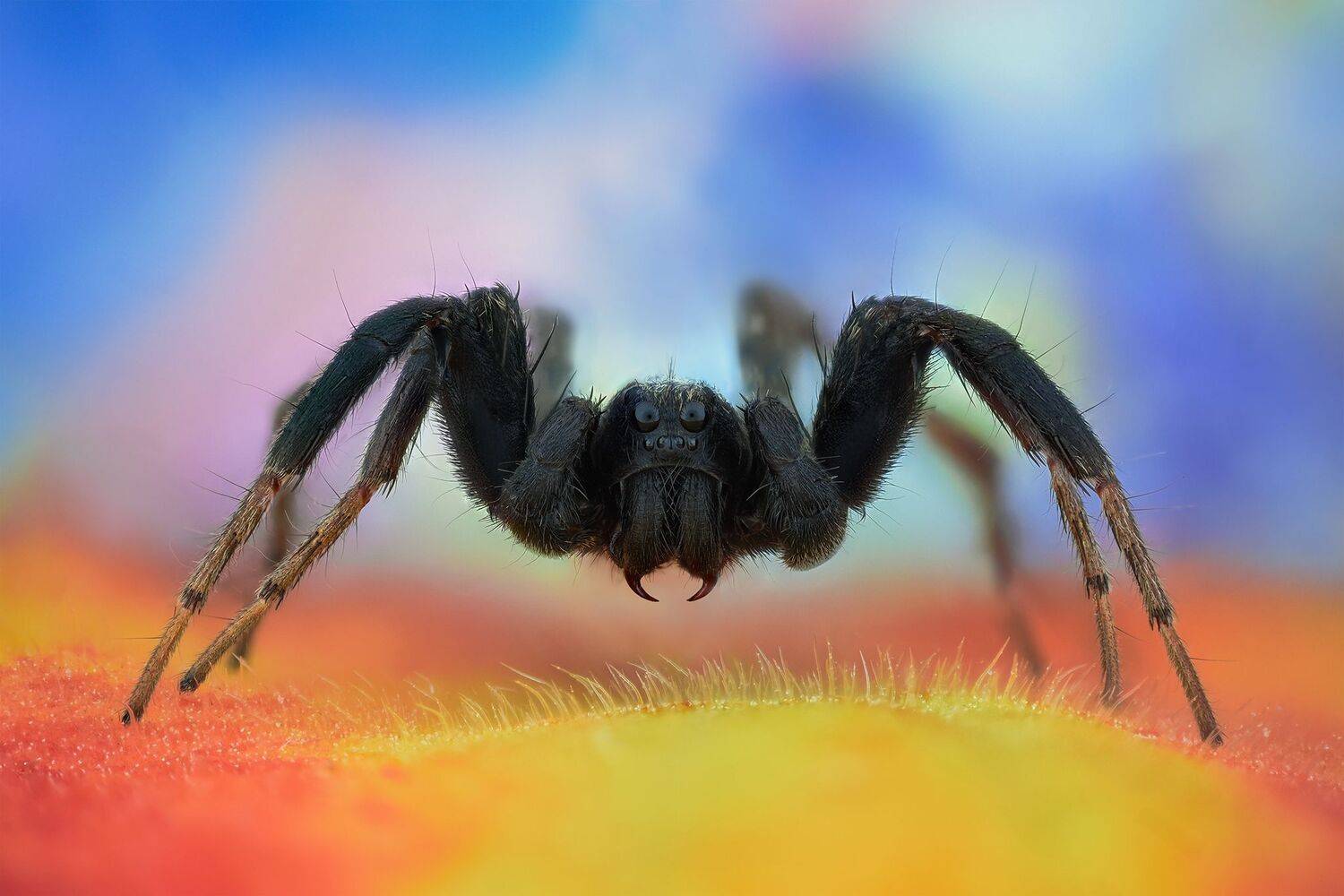 ceclii, macro, Tsvetan Ganev