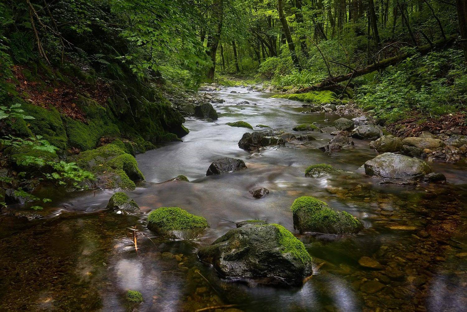 приморье, тайга, лето, ручей, Евгений Паршуков
