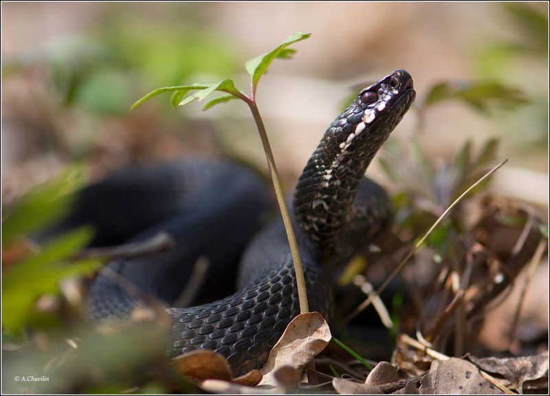 змея,гадюка,апрель,время, выходить,греться Апрель, время выходить погреться ) фото превью