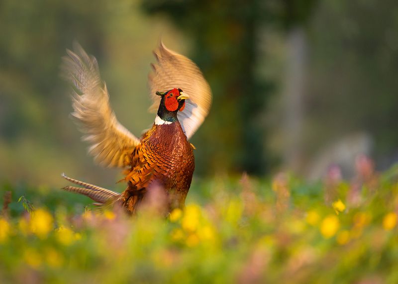 Pheasant фото превью