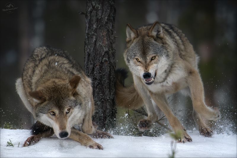 волк, волки, wolf, фототур в красный бор Не тронь! фото превью