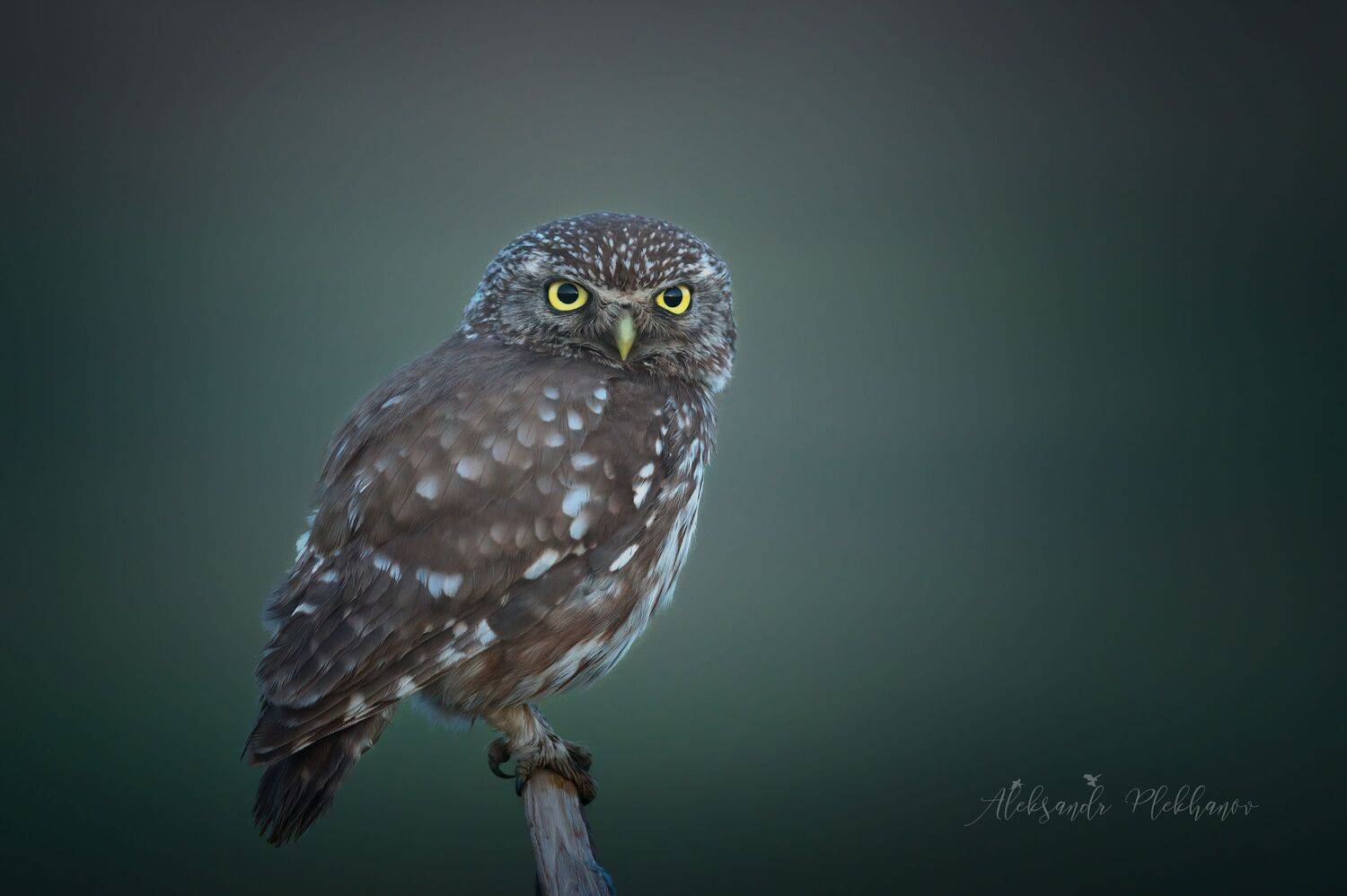 wildlife, Plekhanov Alexander