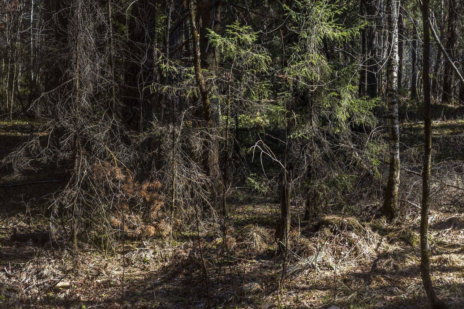 , Андрей Шарапов