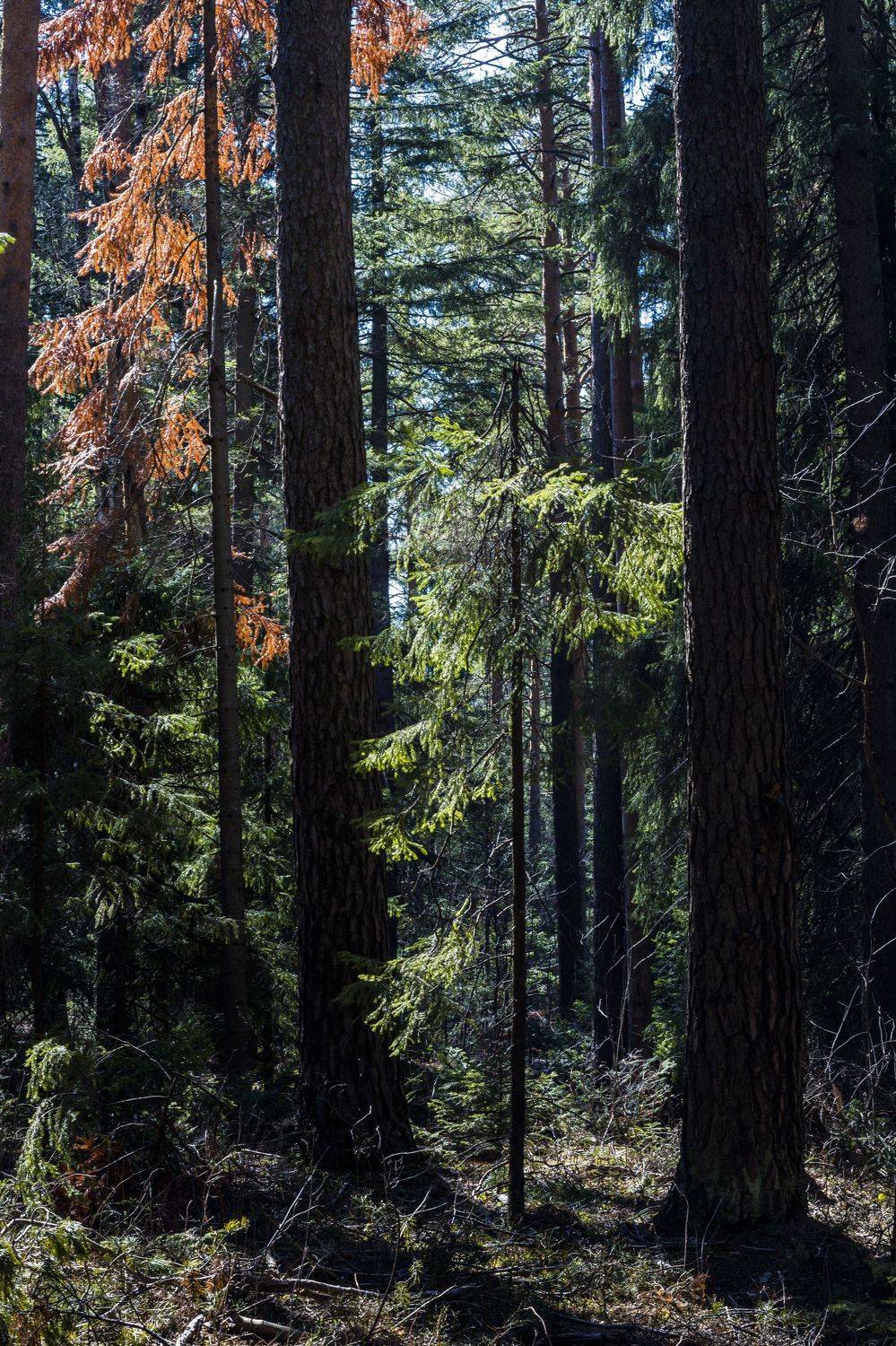 , Андрей Шарапов