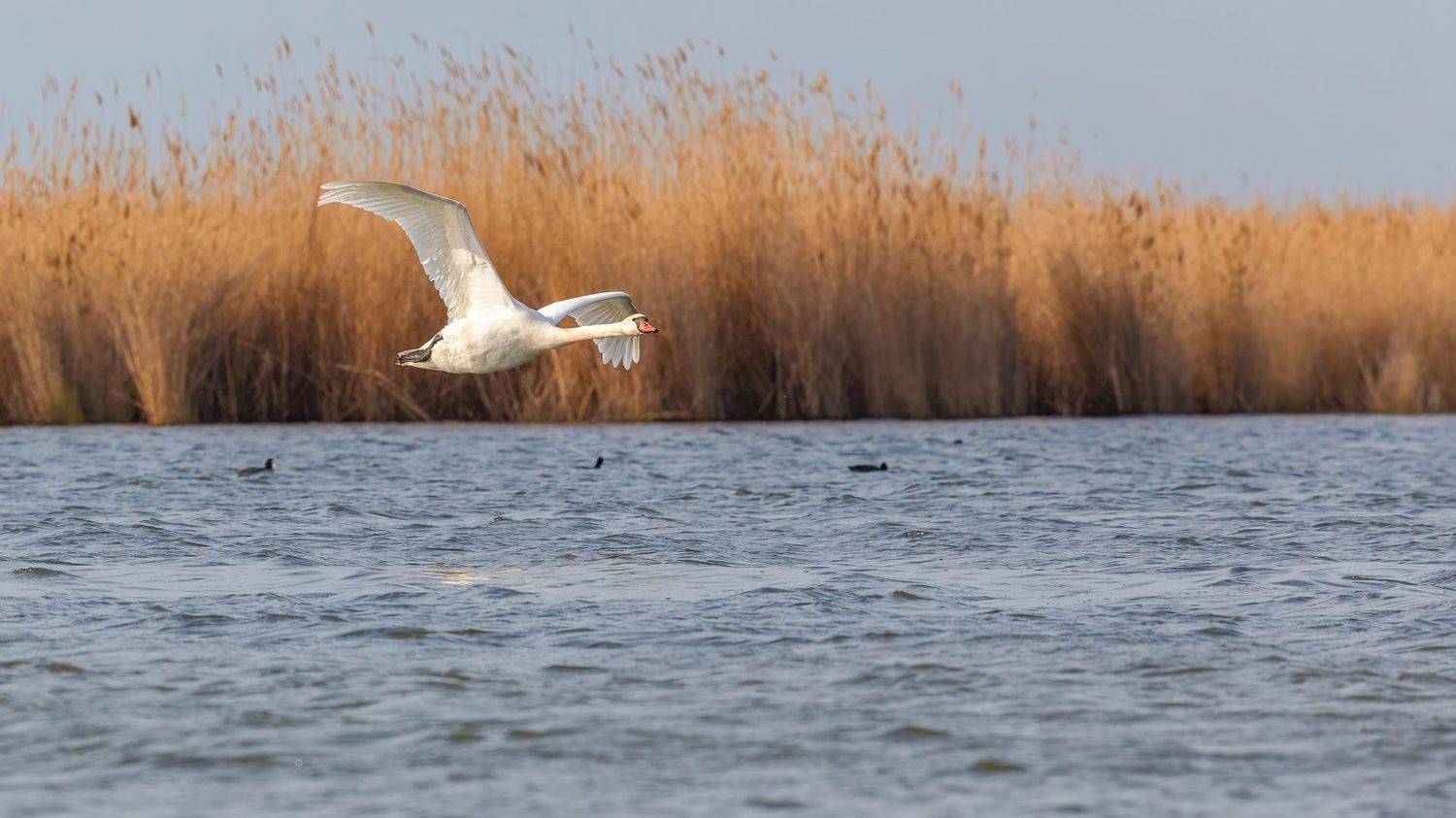 фотоохота, лебедь, Марат Кучкаев