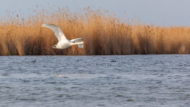 фотоохота, лебедь *** фото превью