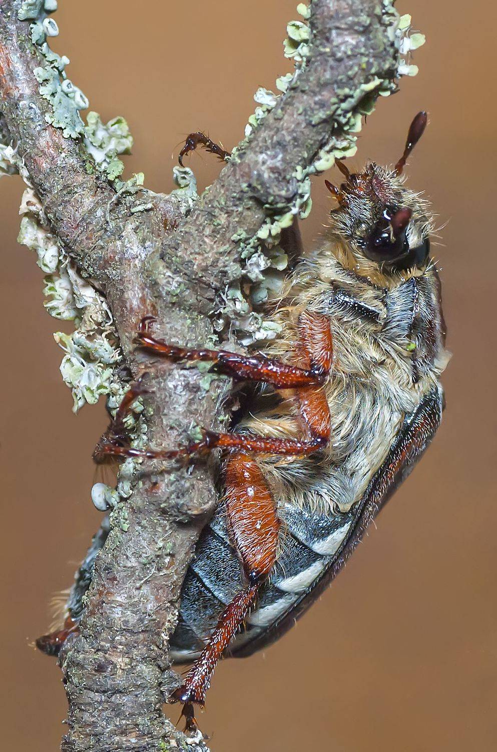 май, жук ,веточка, Володин Владимир Владимирович