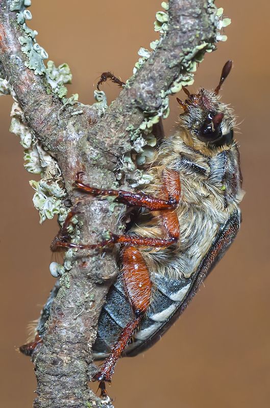 май, жук ,веточка Майский ж-ж-жук фото превью