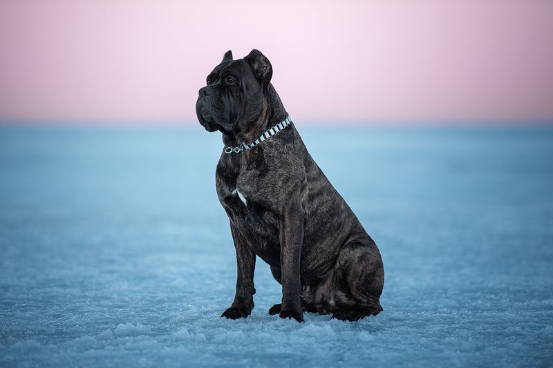 розовый закат фото превью