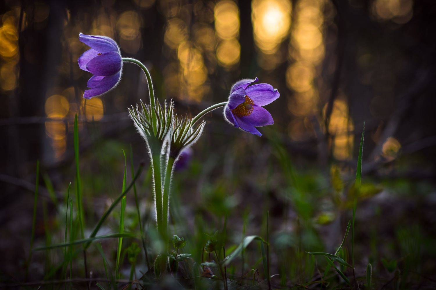 , Роман Зайцев