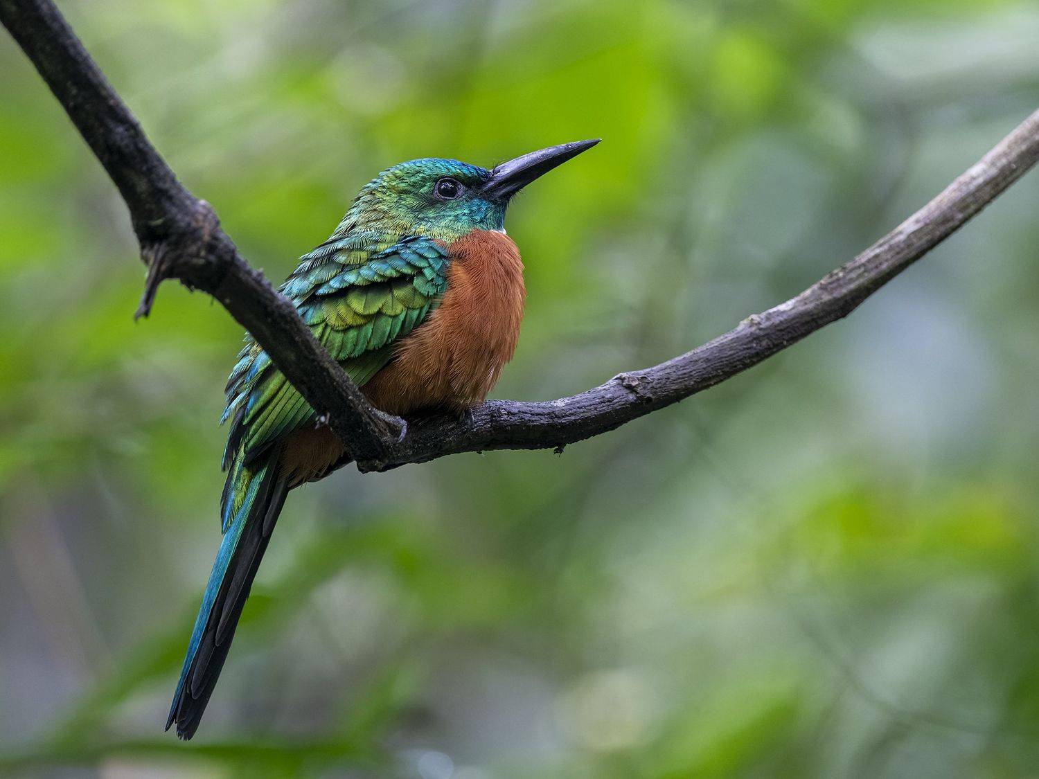 , Fernando Burgalin Sequeira