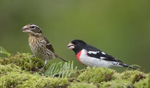 Пара. Красногрудый дубоносовый кардинал -Rose-breasted Grosbeak