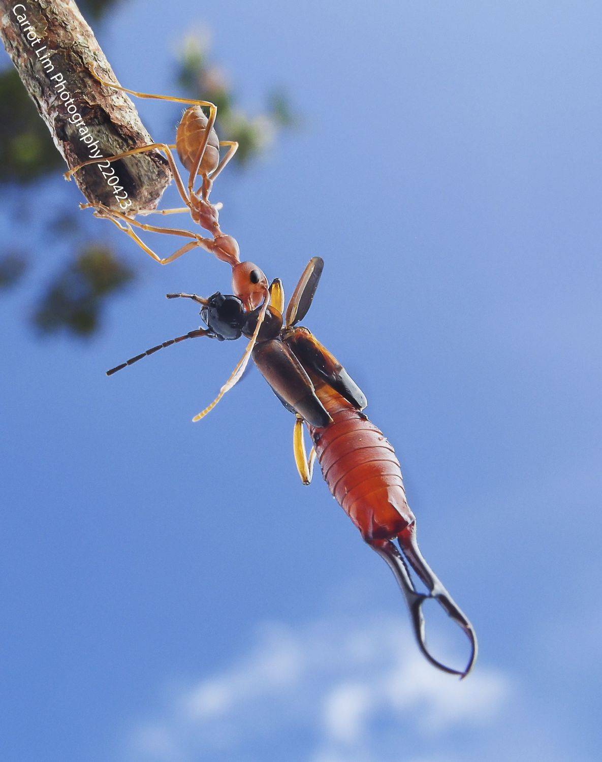 #macro#ant#colors#laowa15mmf4, Choo How Lim