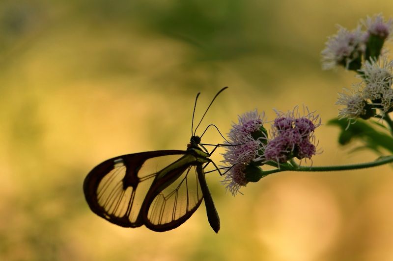 denis moura, mogi das cruzes, brasil, borboleta Borboleta фото превью