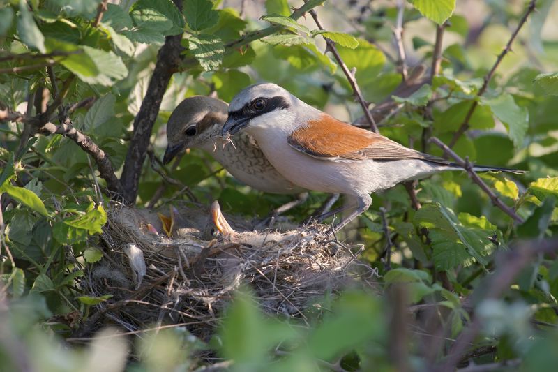 Lanius collurio family фото превью