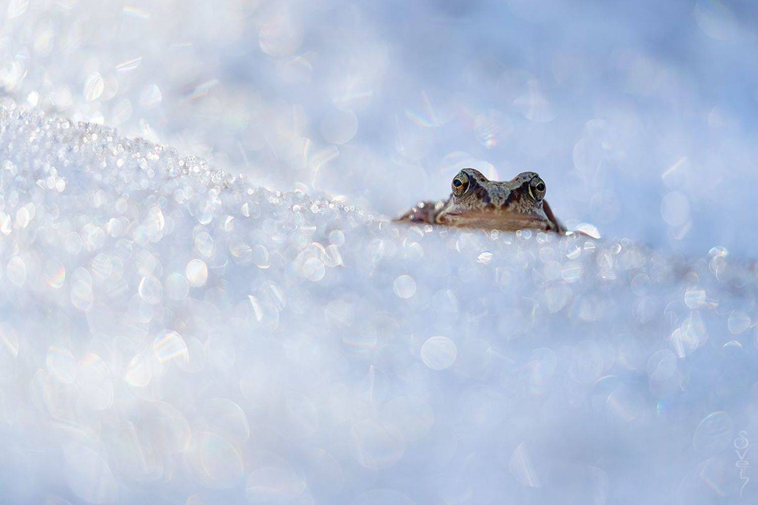 , Байбекова Светлана
