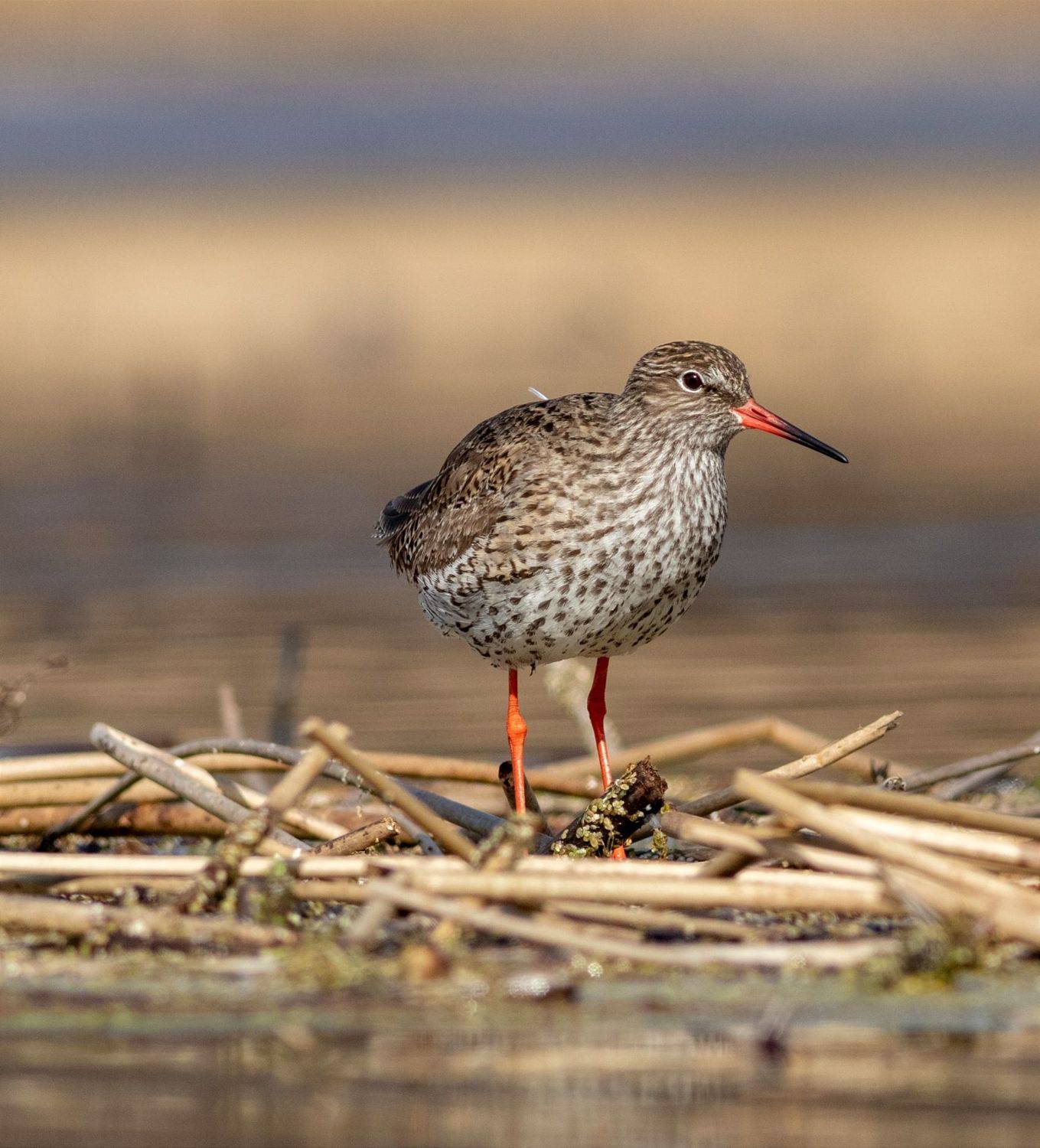 птица, травник, московская область, birds, околоводные, кулик, tringa totanus, Павел Краснослободцев