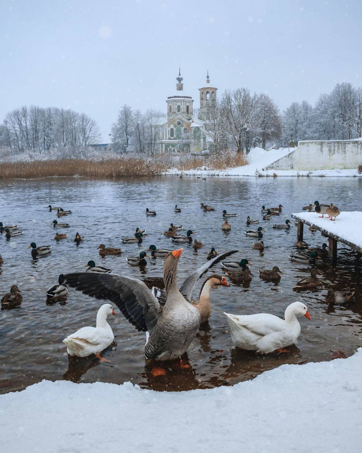 Торопец, гуси, церковь, деревня, Элина Хван