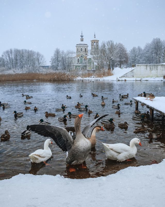 Торопец, гуси, церковь, деревня Зимние гуси фото превью