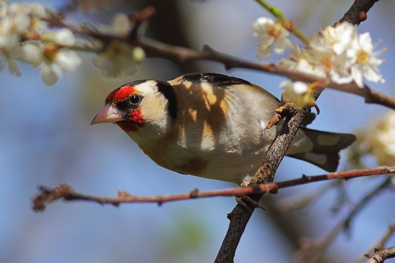 Щиглец - Черноголовый щегол - (Carduelis carduelis) фото превью