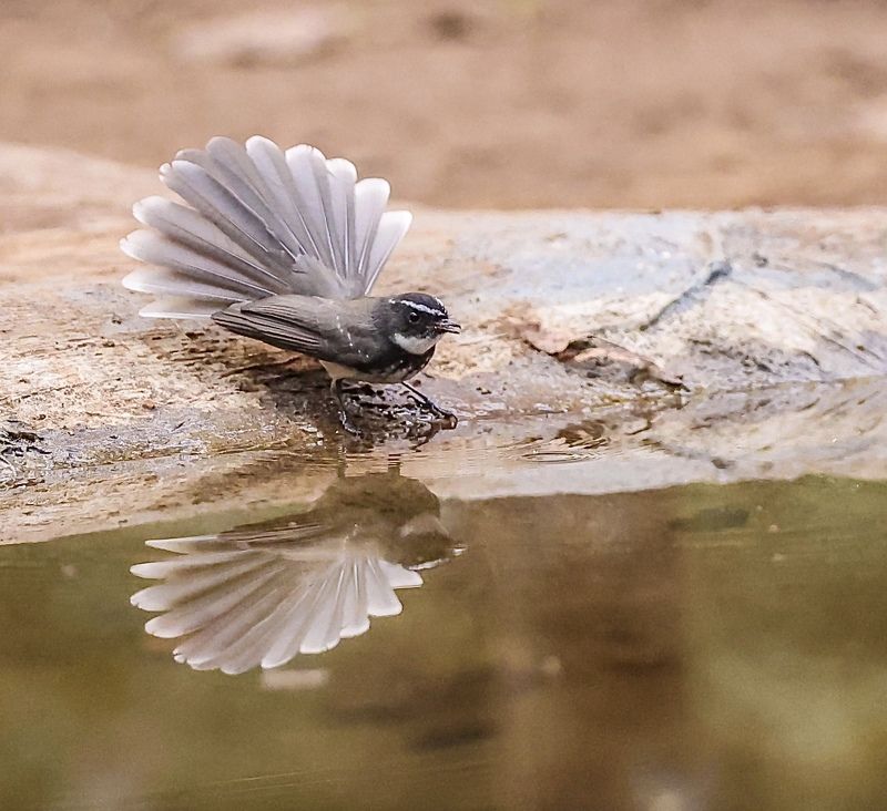 Mirror fan  фото превью