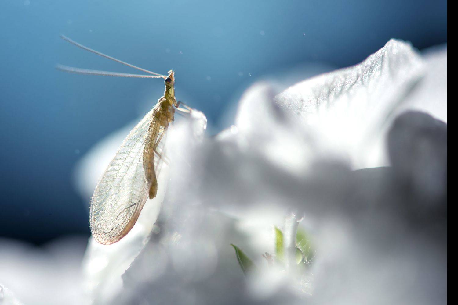 , Анастасия Думинская