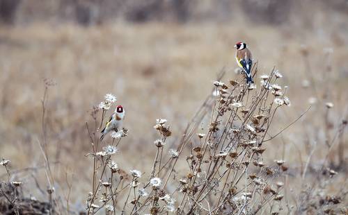 Щеглы, весна..