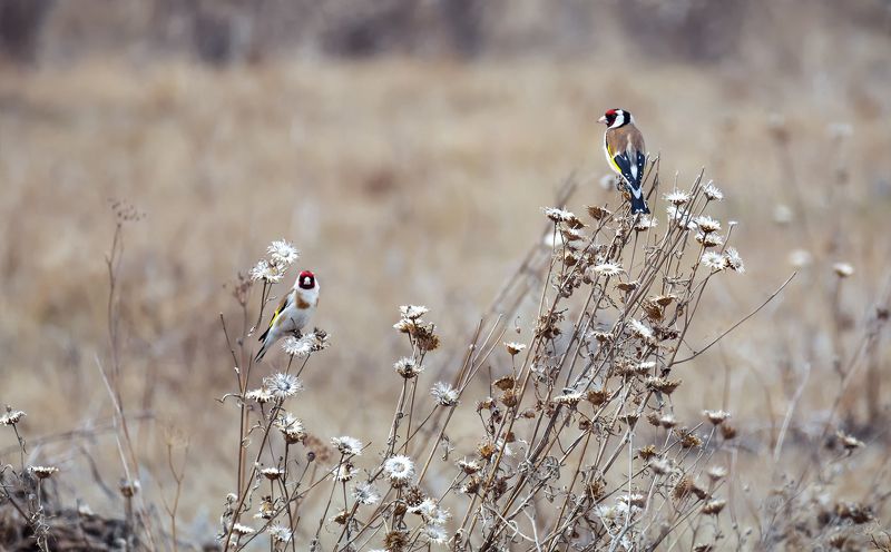 птицы, щеглы, весна, Щеглы, весна.. фото превью