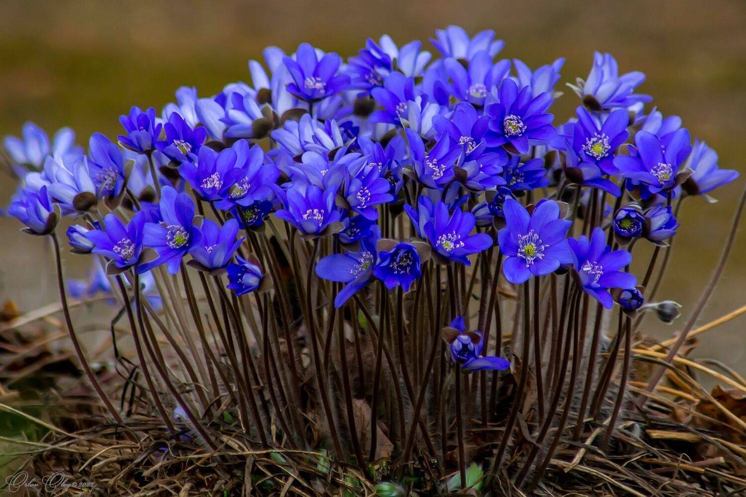 , Орлов Олег