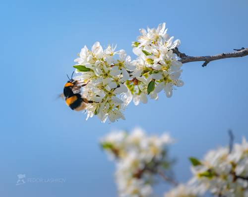Шмель на цветках тёрна