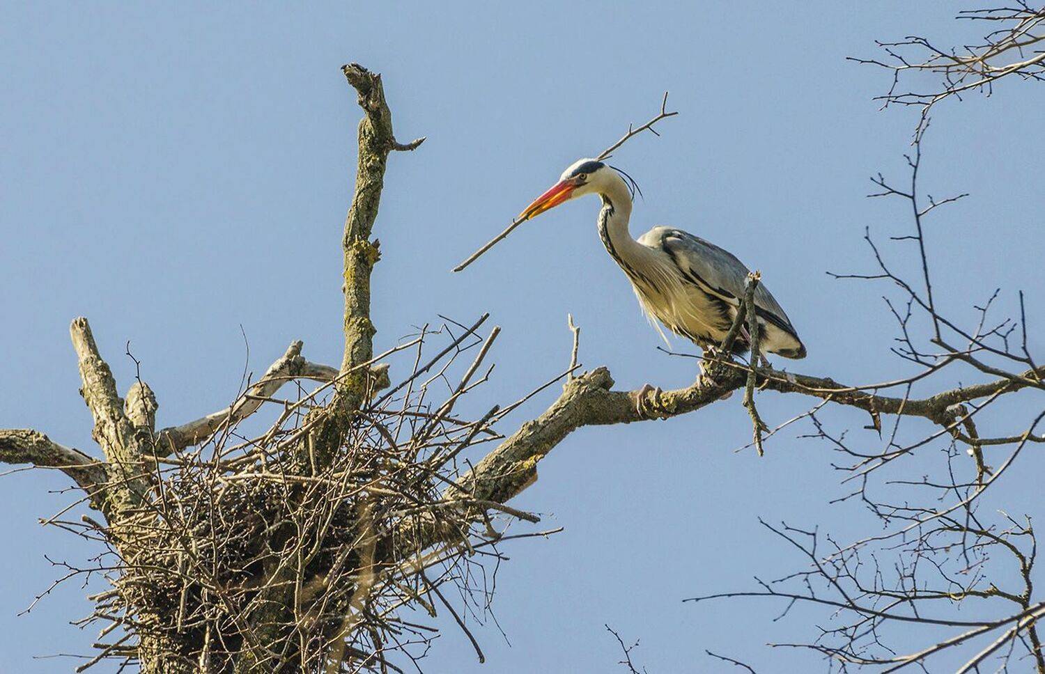 серая цапля, Михаил Агеев