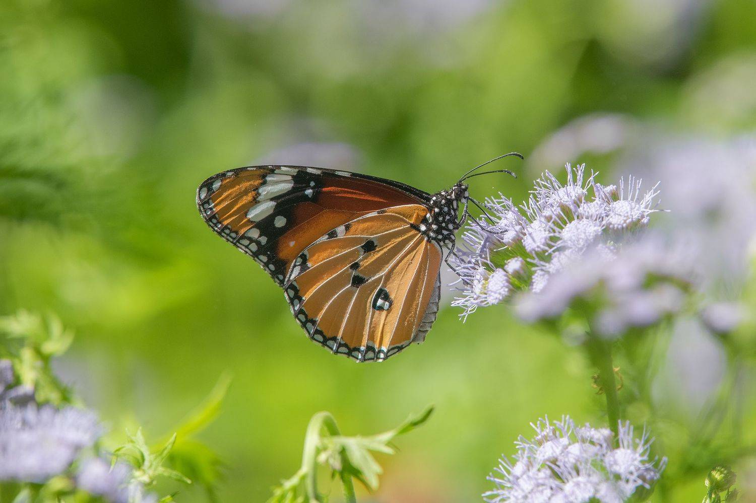 butterfly, Chan Benny