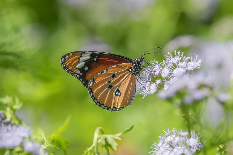 butterfly  фото превью
