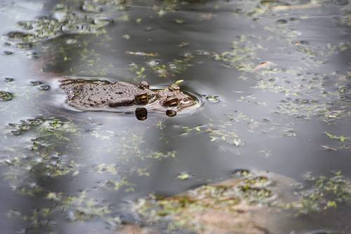 Новая весна. Приплыли.