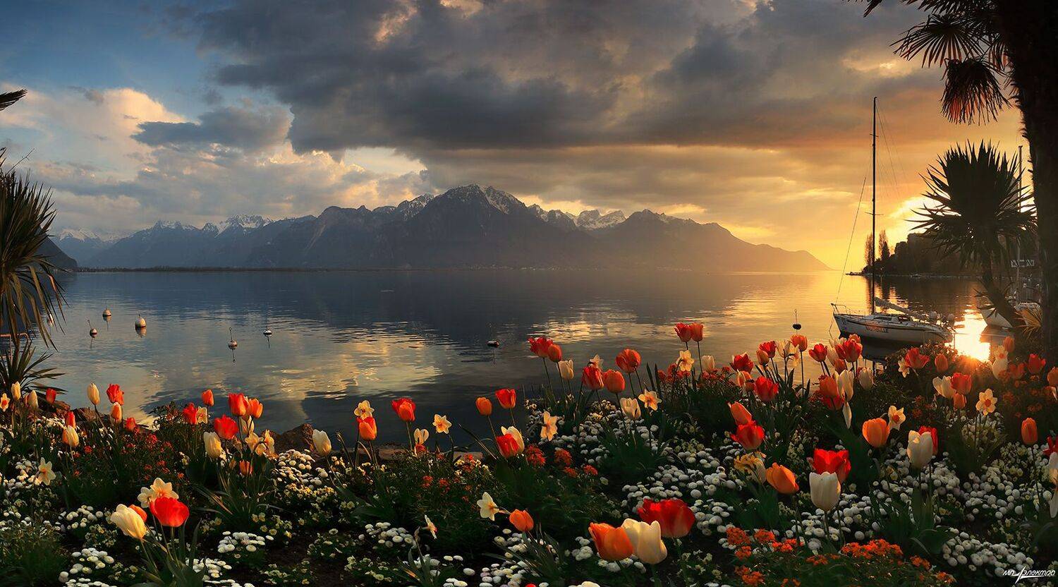 swiss, Матвеев Николай