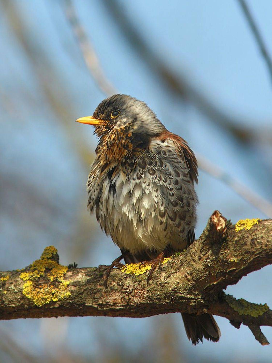 , Михаил Крюков