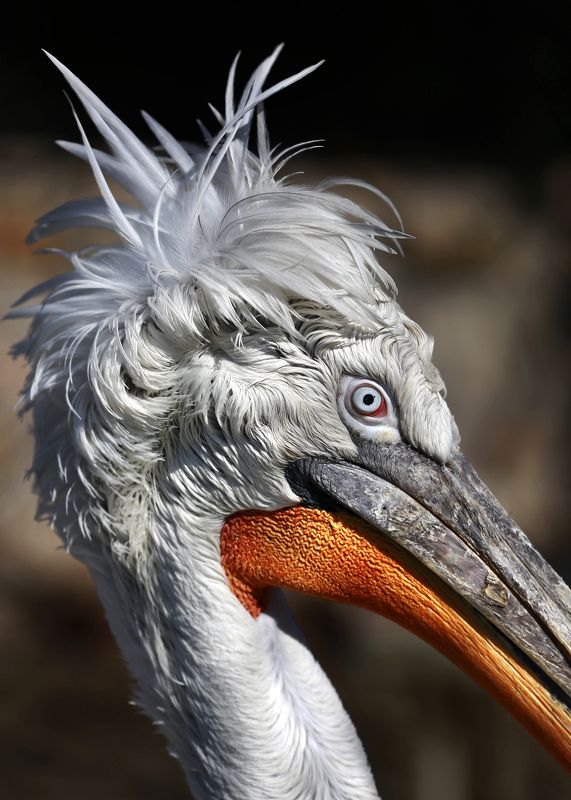 кудрявый пеликан Кудрявый пеликан фото превью