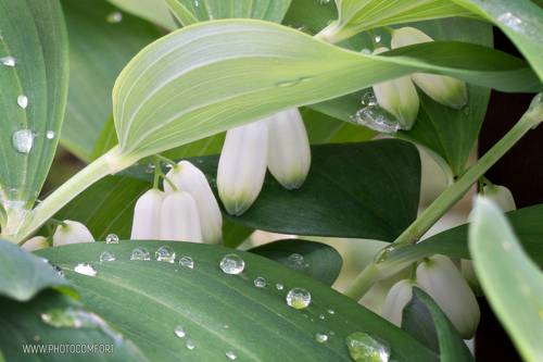 Купена после дождя