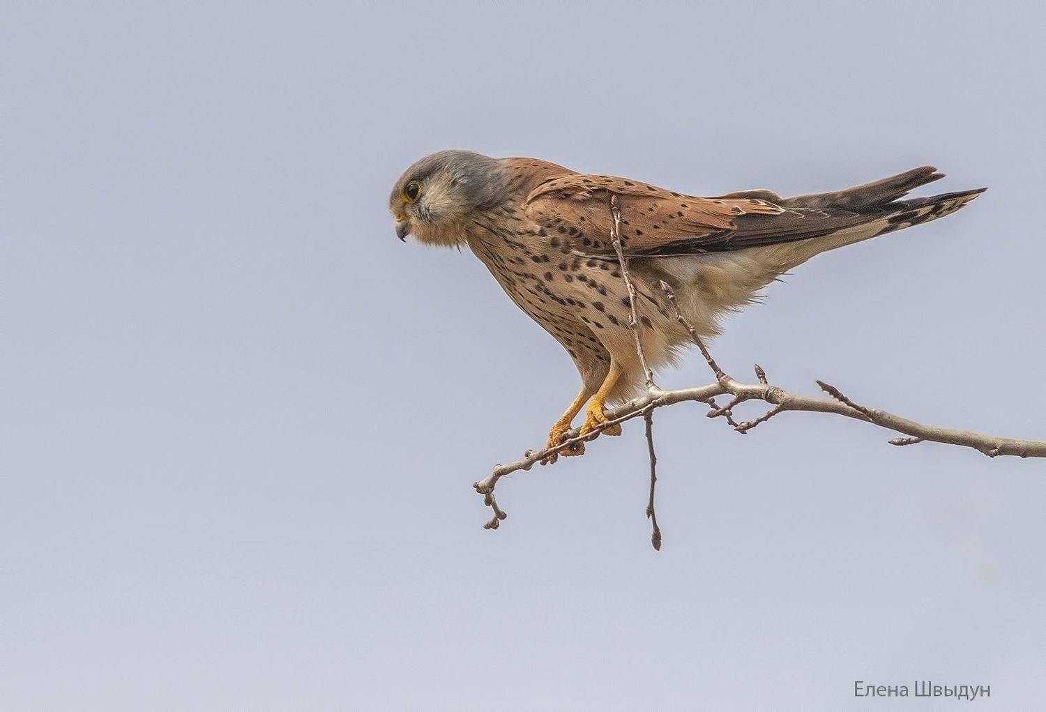 bird of prey, animal, birds, bird,  animal wildlife,  nature,  animals in the wild, пустельга, common_kestrel, kestrel, обыкновенная пустельга, Елена Швыдун