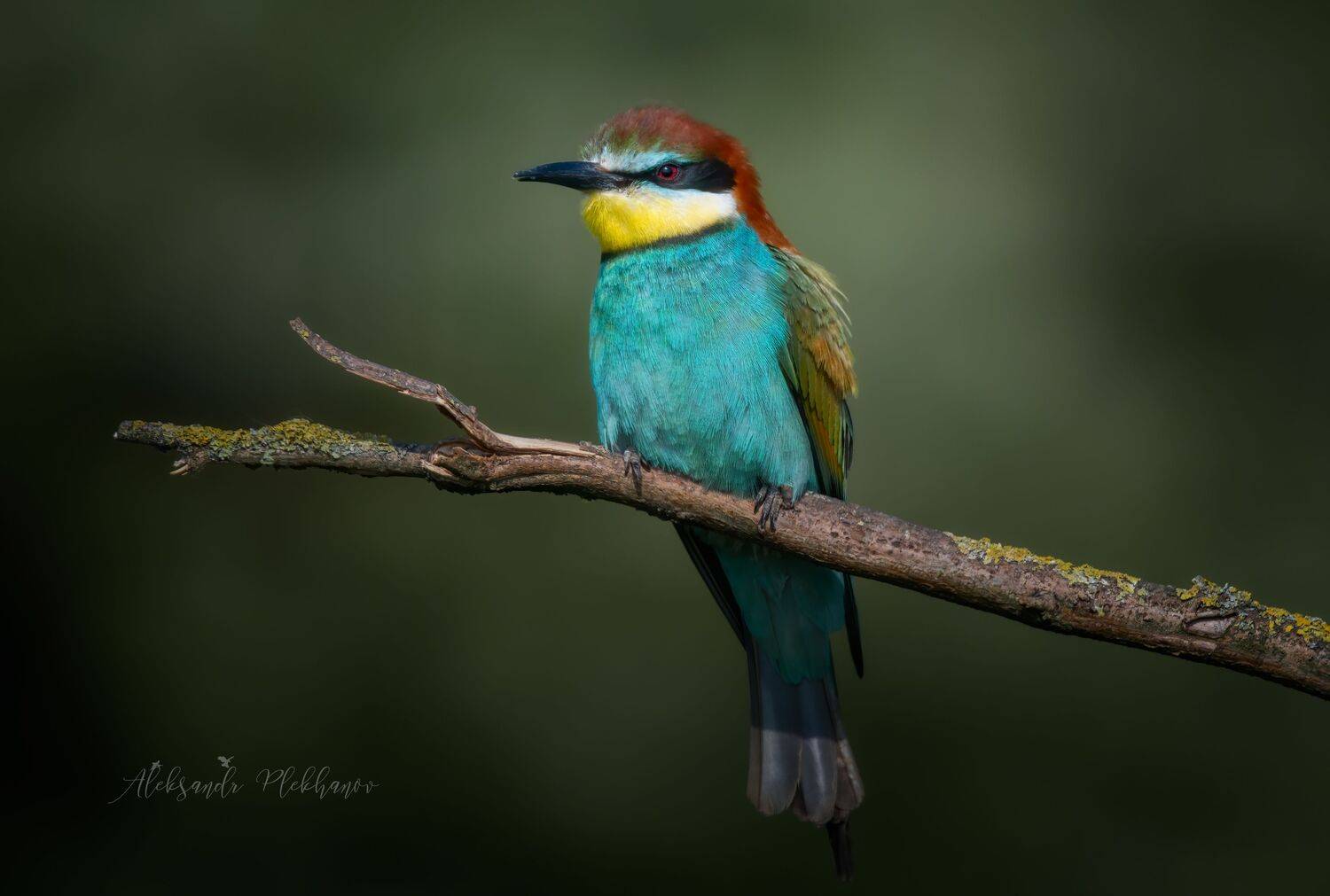 wildlife, Plekhanov Alexander