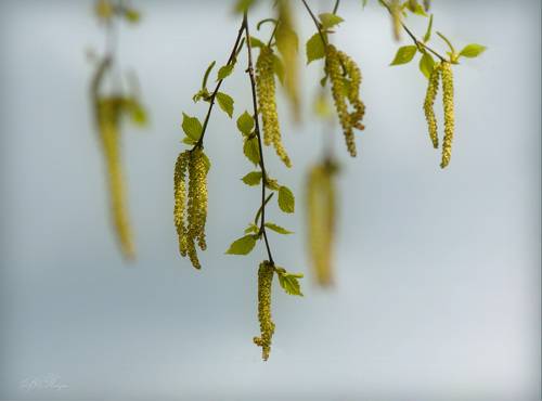 Весна идёт! Пляшущие серёжки