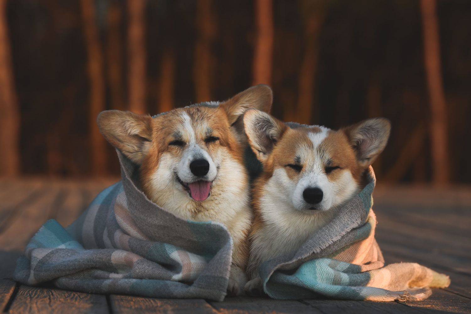 , Ирина Мороз