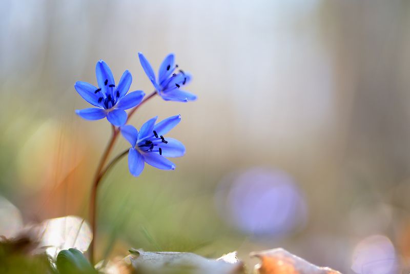 Scilla bifolia фото превью