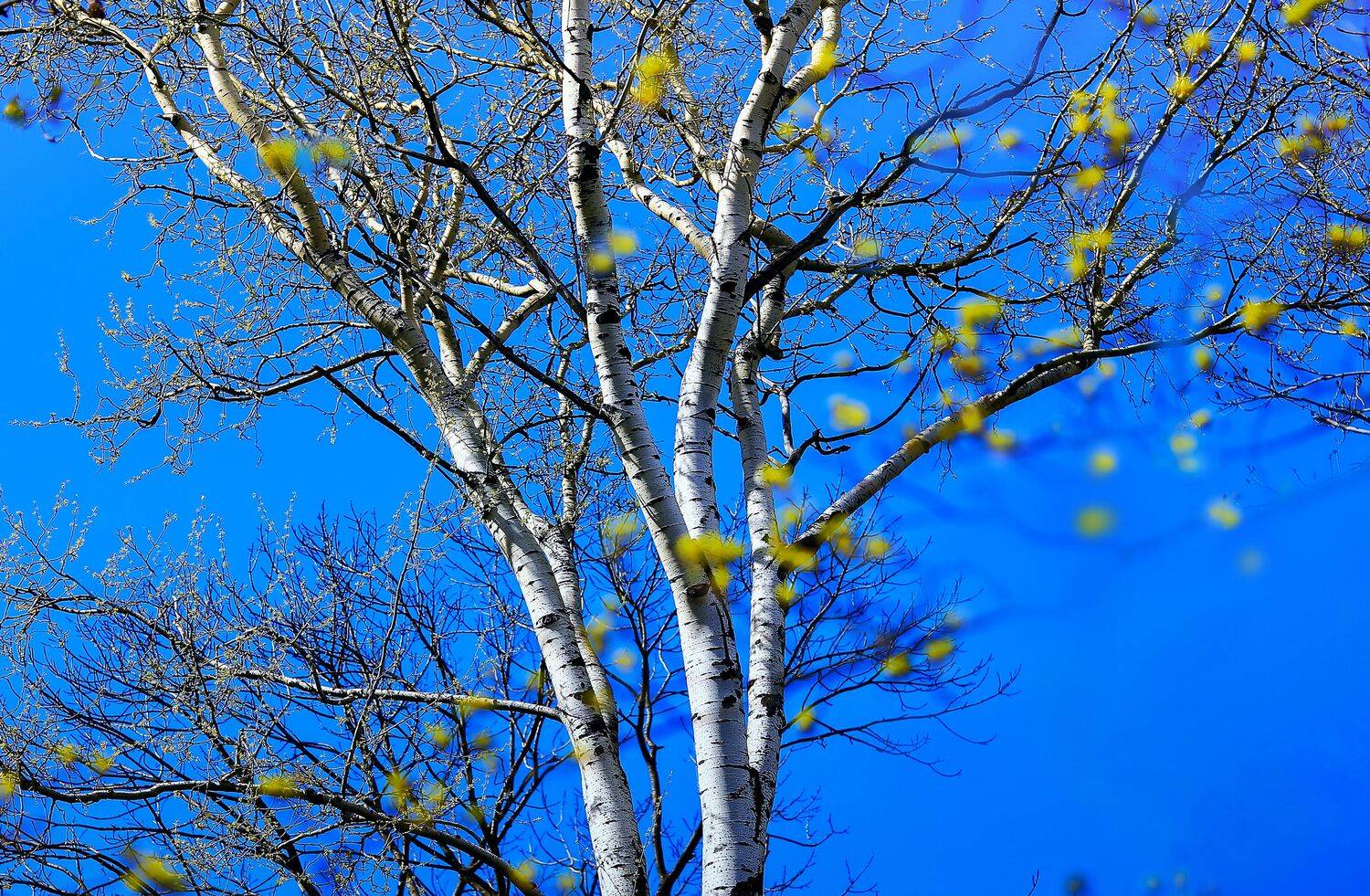 весенние истории,любимый сад, ,жизнь,начало,моя беларусь,ирина горюкина, Горюкина Ирина