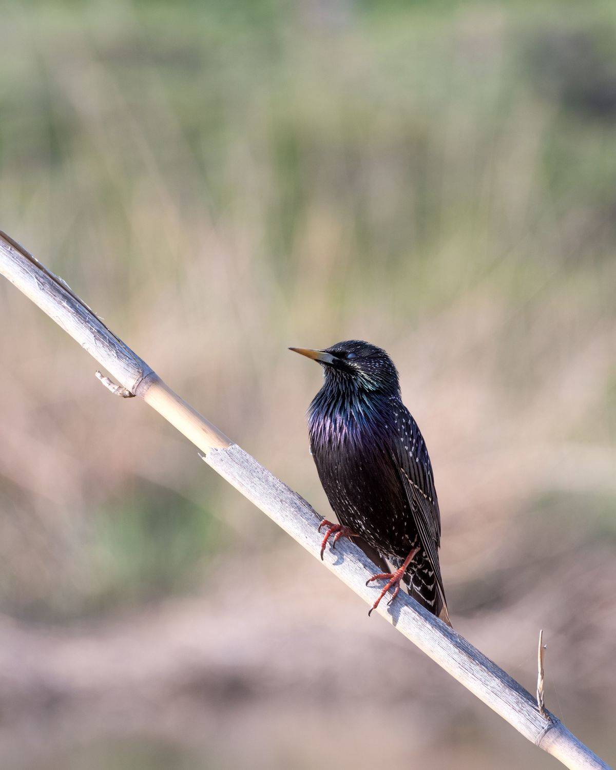 скворец, Алексей Рыльский