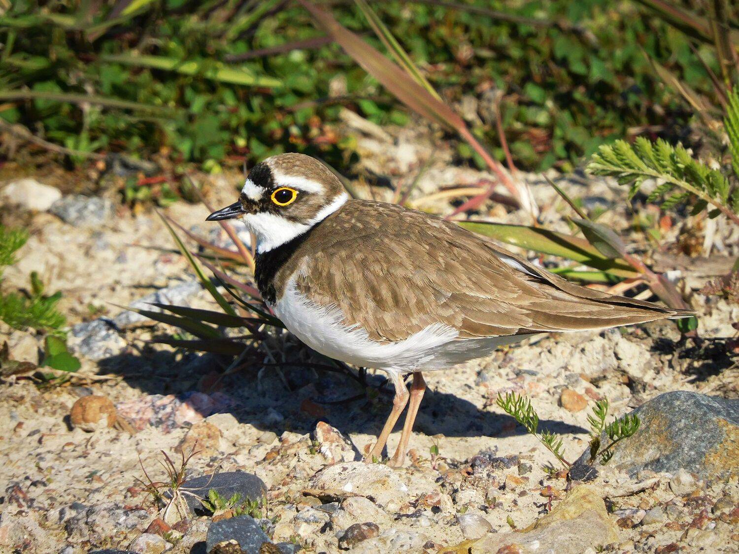 зуек, птица, Лесина Елена
