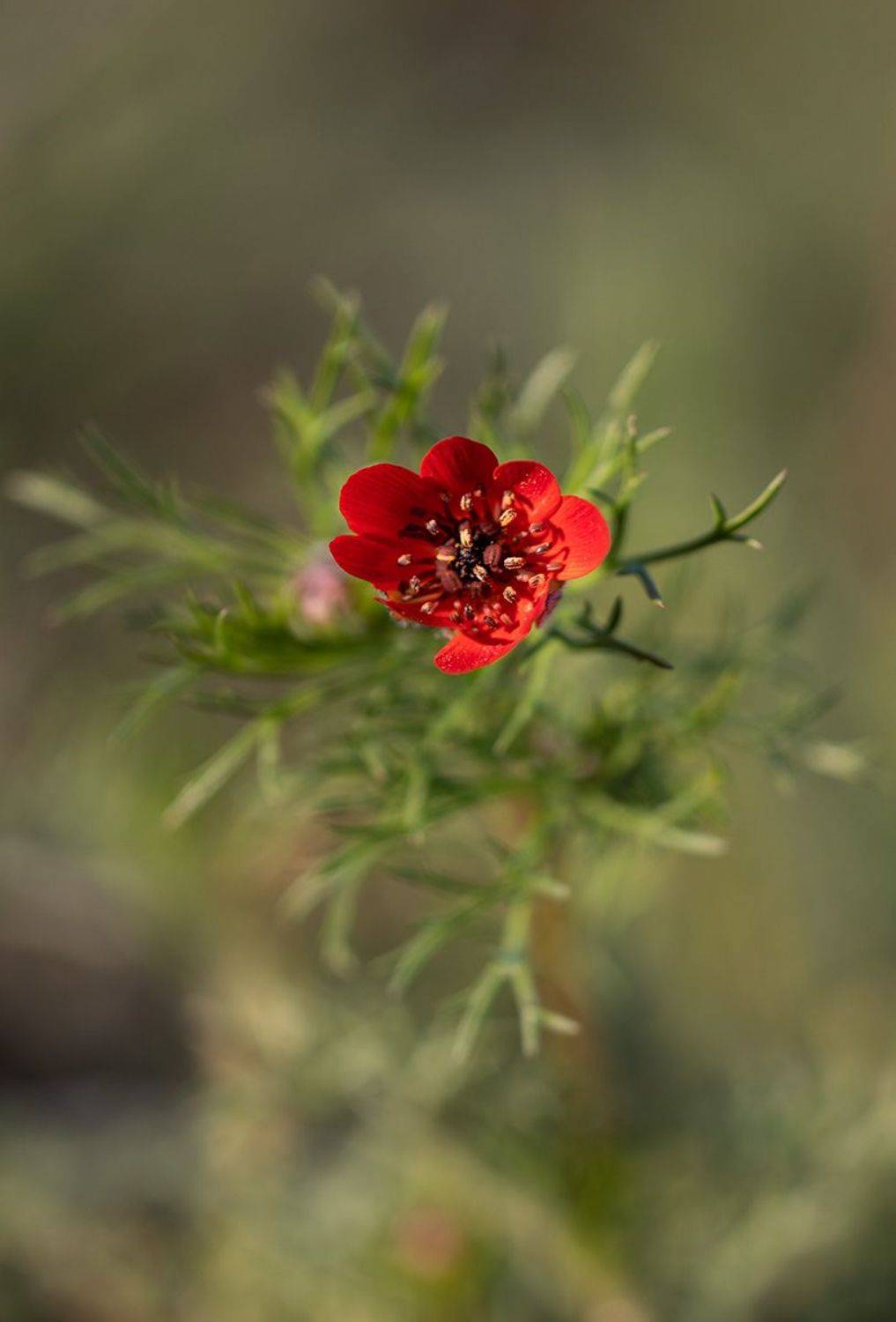 , Александр Земляной