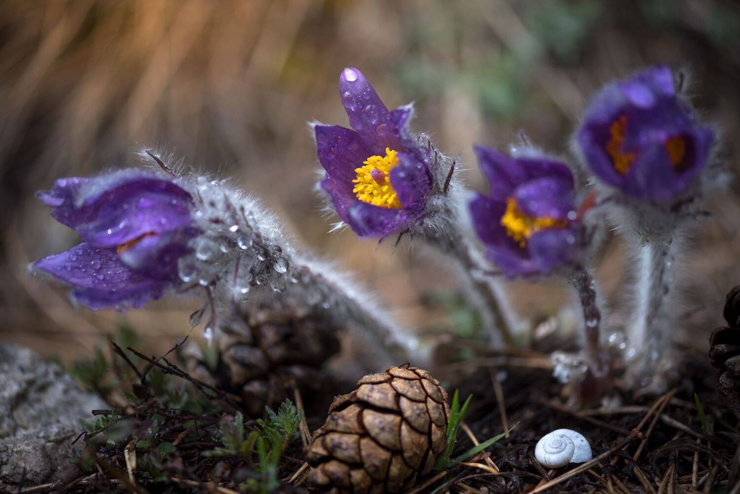, Mariyana Atanasova - Lucero