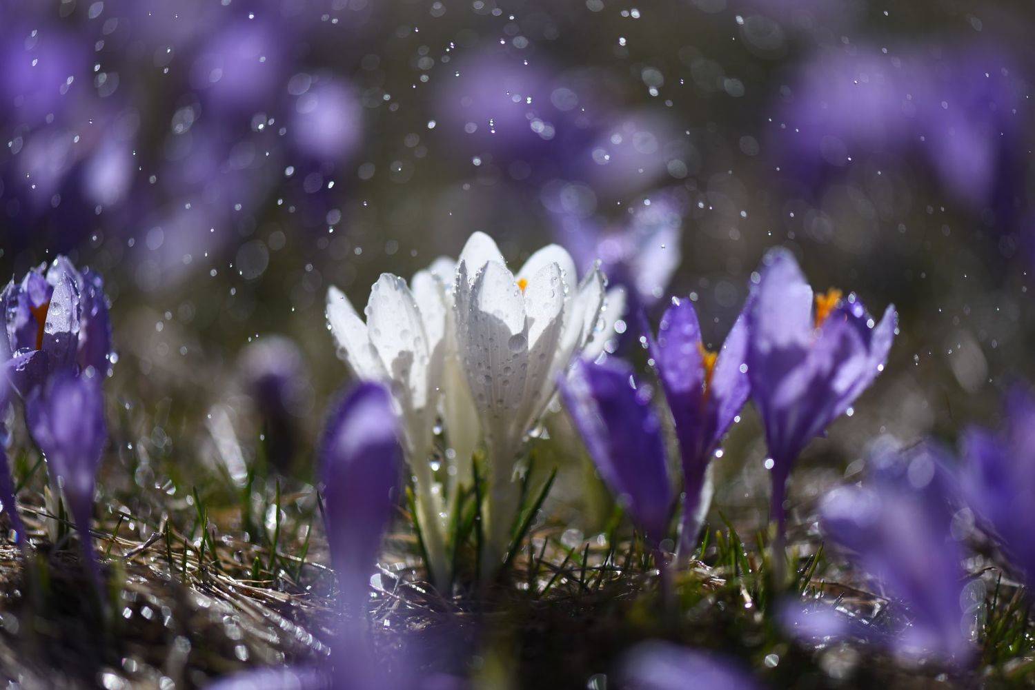 , Mariyana Atanasova - Lucero